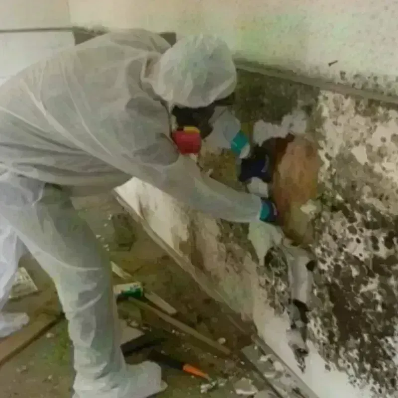 Mold Remediation and Removal in Buchanan, MI